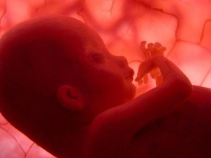 MD.84.Madrid, 14/04/05.-National Geographic Channel presentó hoy "En el vientre materno", un documental que se introduce por vez primera en el interior del útero materno para filmar los nueve meses de gestación de un feto humano. Este documental, de dos horas de metraje, se emitirá el Día de la Madre, y ha sido posible gracias a las últimas tecnologías de imágenes ultrasónicas en 3D y 4D.-EFE/ National Geographic Channel