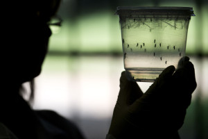 A researcher looks at Aedes aegypti mosquitoes kept in a container at a lab of the Institute of Biomedical Sciences of the Sao Paulo University, on January 8, 2016 in Sao Paulo, Brazil. Researchers at the Pasteur Institute in Dakar, Senegal are  in Brazil to train local researchers to combat Zika virus epidemic.  AFP PHOTO / NELSON ALMEIDA / AFP / NELSON ALMEIDA        (Photo credit should read NELSON ALMEIDA/AFP/Getty Images)