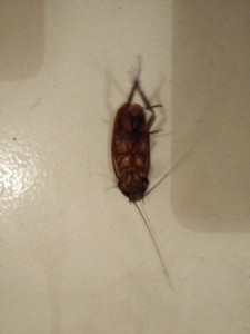 cucaracha