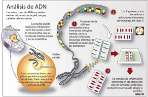 DIBUJO DE ADN