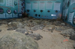 TAM-313-2018.-Rescatan-y-liberan-a-más-de-200-tortugas-varadas-en-playas-de-Tamaulipas1