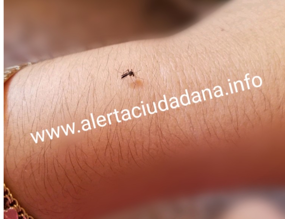 Piden fumigación en col. Del Maestro