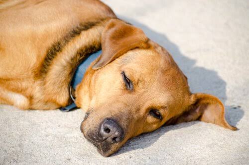 Piden castigó para quiénes tengan perros amarrados sin sombra